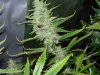 CreamMandarineAutoGrow 082.jpg