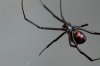 blackwidow02.jpg blackwidow02.jpg