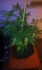 Vanilla Pines Clone 1 Day 15 (2).jpg Vanilla Pines Clone 1 Day 15 (2).jpg