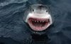 shark.jpg shark.jpg