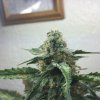 Day 57- Bud Shot.JPG