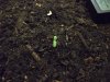 sprout.JPG sprout.JPG
