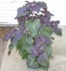 purplebasil.jpg