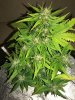 Day 41 GSC (7).JPG Day 41 GSC (7).JPG