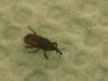 bug3.JPG