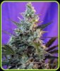 Sweet_Skunk_Auto_56d5eea64c689_120x140.jpg