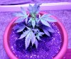 variegated-28days.jpg variegated-28days.jpg