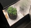 grow box feb 28 2019.jpeg grow box feb 28 2019.jpeg