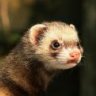 The ferret