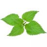 Nettles