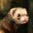 The ferret