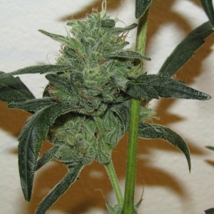 Sweet Nasty Bud Porn