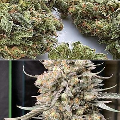 Media Of The Month Test Album 1/2020