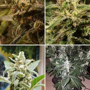 Photos From My First Grow & Second Grow