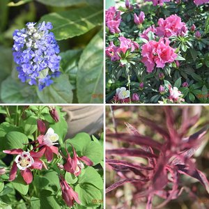 Spring in the Shade Garden