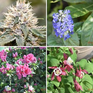 Spring in the Shade Garden