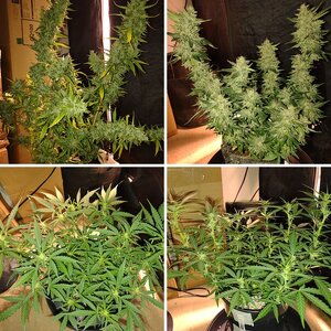 Vapo's Ladies.....start 6/8/2023