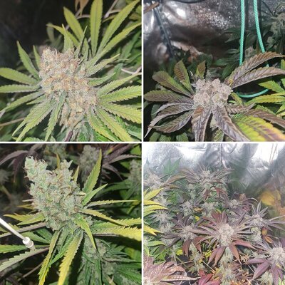 Zkittles & blueberry