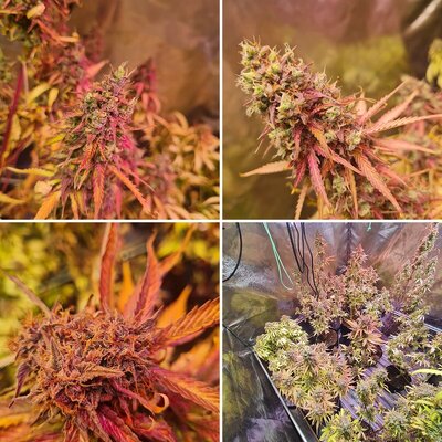 Auto melonade runtz & auto cinderella jack