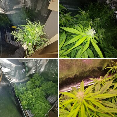 Cinderella jack Auto