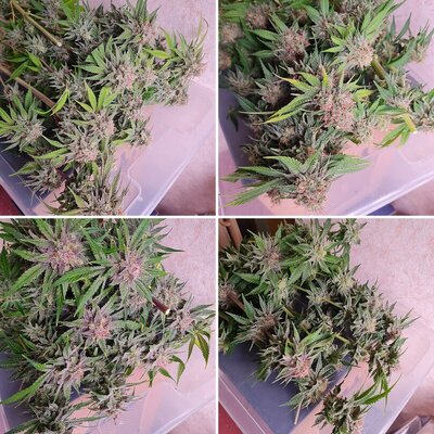 Sweet mandarin zkittles