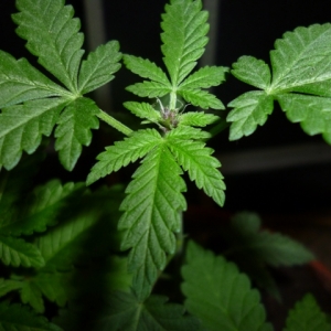 Female Dragon - Purple Sexy Bits