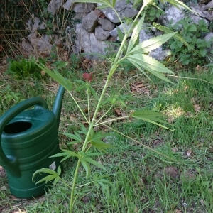 Ex Claw Bent Reference