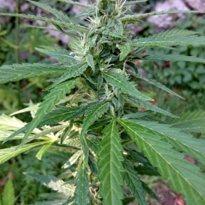 AF Bud Frost 16jul Lbh
