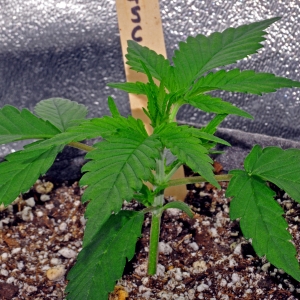 GirlScoutCookies12-03-16-1