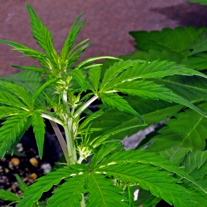 SixShooter12-11-16-2