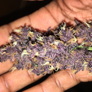 Purple Purp