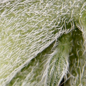 Media 'WIN_20170130_08_25_29_Pro' in album 'Feenix's All Terrestrial Bean Run 2016'