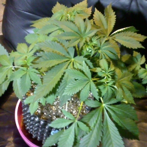 Media 'WIN_20170130_08_29_52_Pro' in album 'Feenix's All Terrestrial Bean Run 2016'