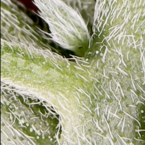 Media 'WIN_20170130_08_31_51_Pro' in album 'Feenix's All Terrestrial Bean Run 2016'