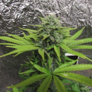 Media '20170201234155' in album 'Feenix's All Terrestrial Bean Run 2016'