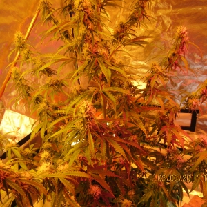 Critical+2.0 AutoFlower