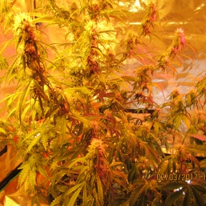 Critical+2.0 AutoFlower