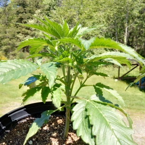 IMG_20170522_130502_hdr