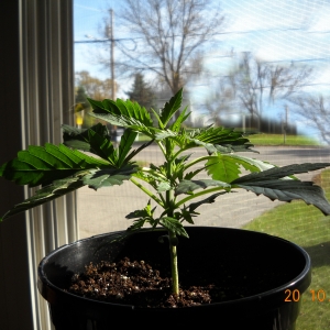 Auto Speed Bud Day 22