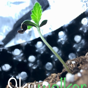 Mephisto Skywalker reaching