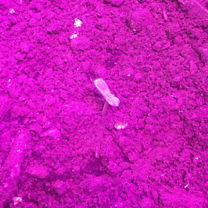 Sterquiliniis Audrey2