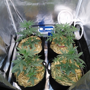 Double Grape DAY 22 & 23
