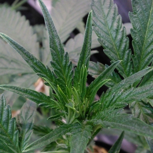 Double Grape terminal bud closeup