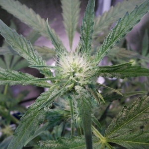 Double Grape DAY 34 frost