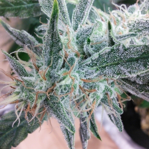 Double Grape DAY 62 Sativa pheno