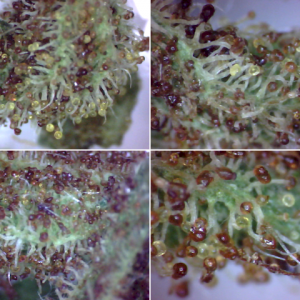 From Amber To Dark Red-Amber