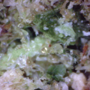 Shreaded Vegetal Substrate & Trichome
