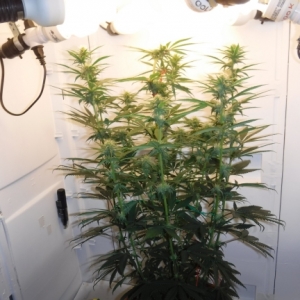 OGKush_PlantA_68DaysBsmall