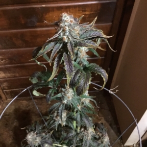 Sour Stomper 69 days