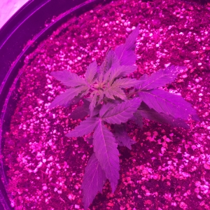 4AAB81E0-1775-40CE-9458-B206668721FA